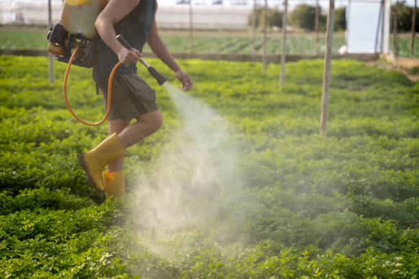 Best Wasp Removal Services  in Brinkley, AR