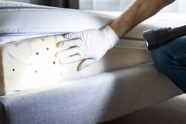Best Pest Removal Services  in Brinkley, AR